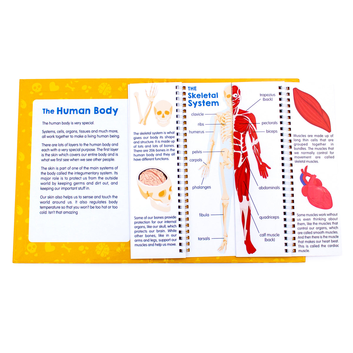 Junior Learning JL647 Anatomy Flips sample page